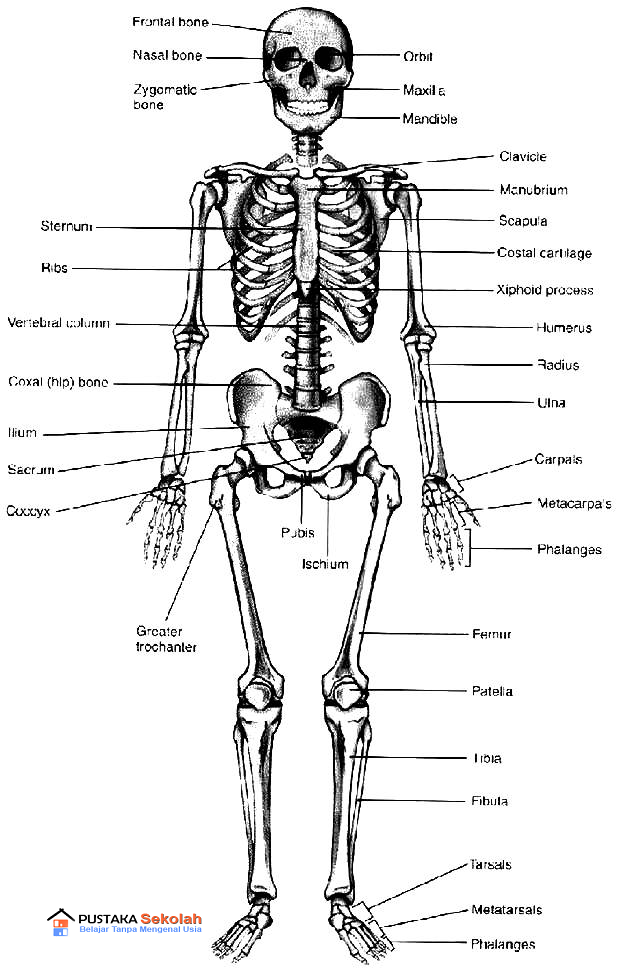 Anatomi Fisiologi Skeletal Be Health Inside and Outside 